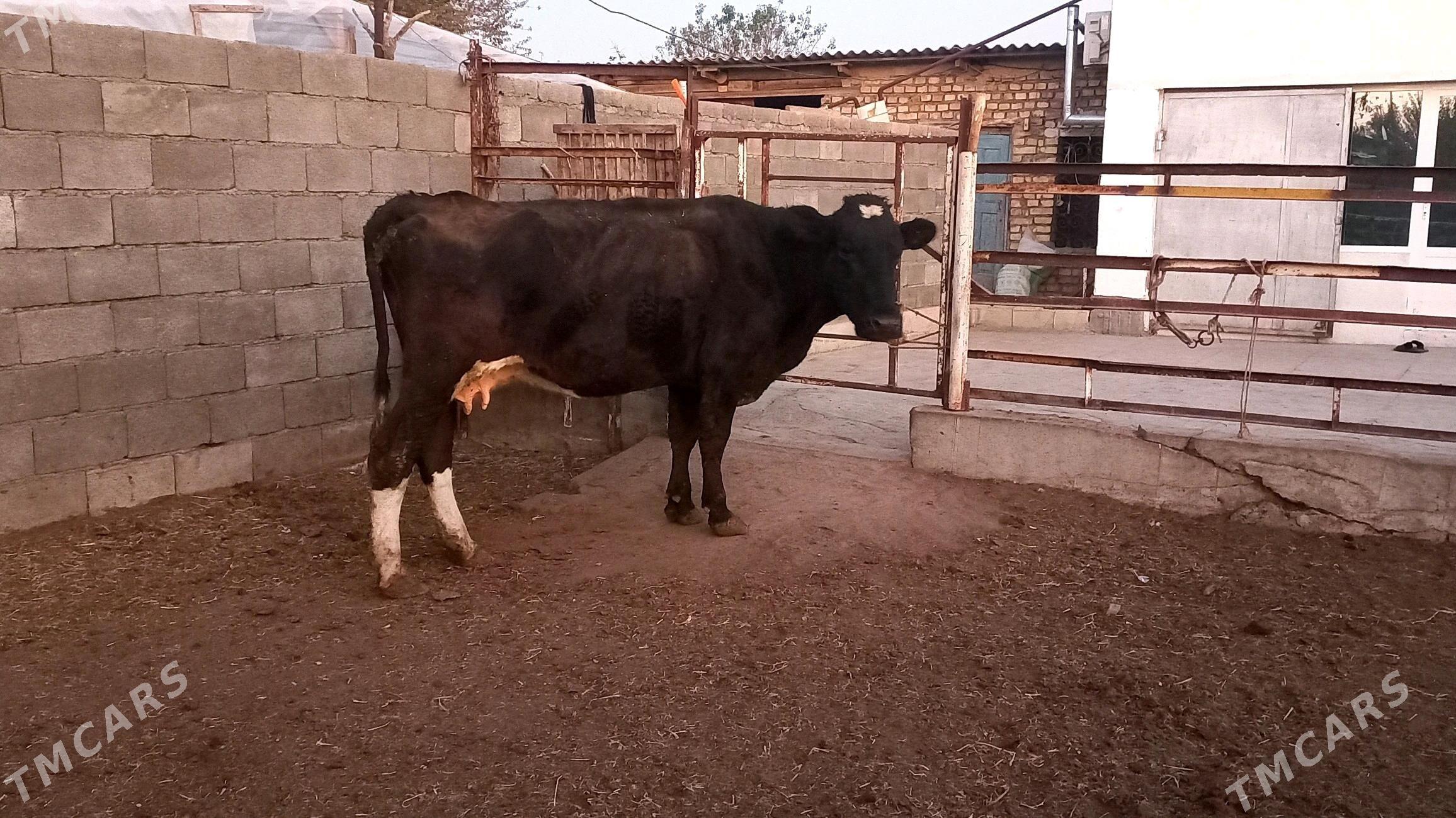 Ala sygyr. - Ашхабад - img 3