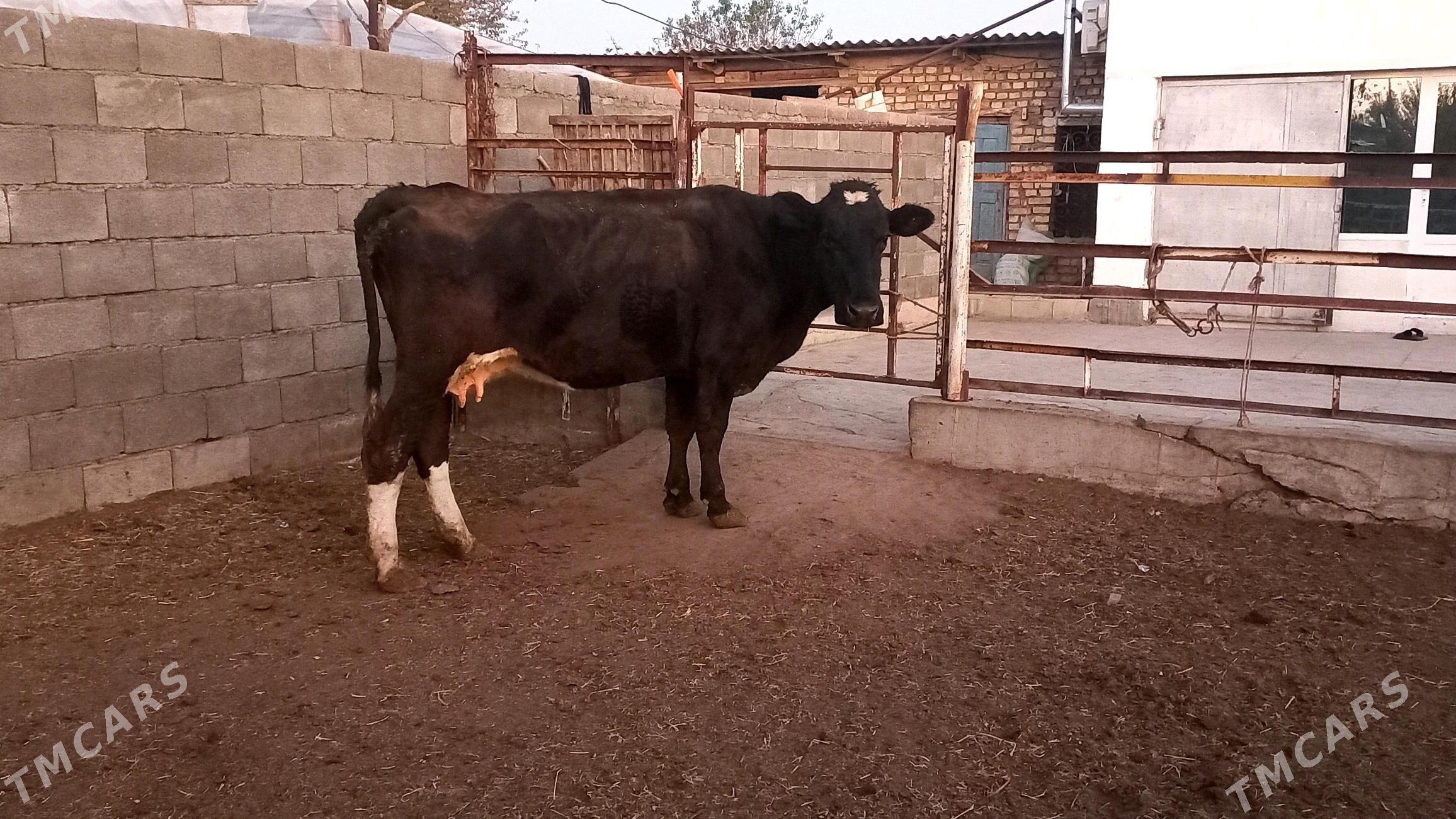 Ala sygyr. - Ашхабад - img 4