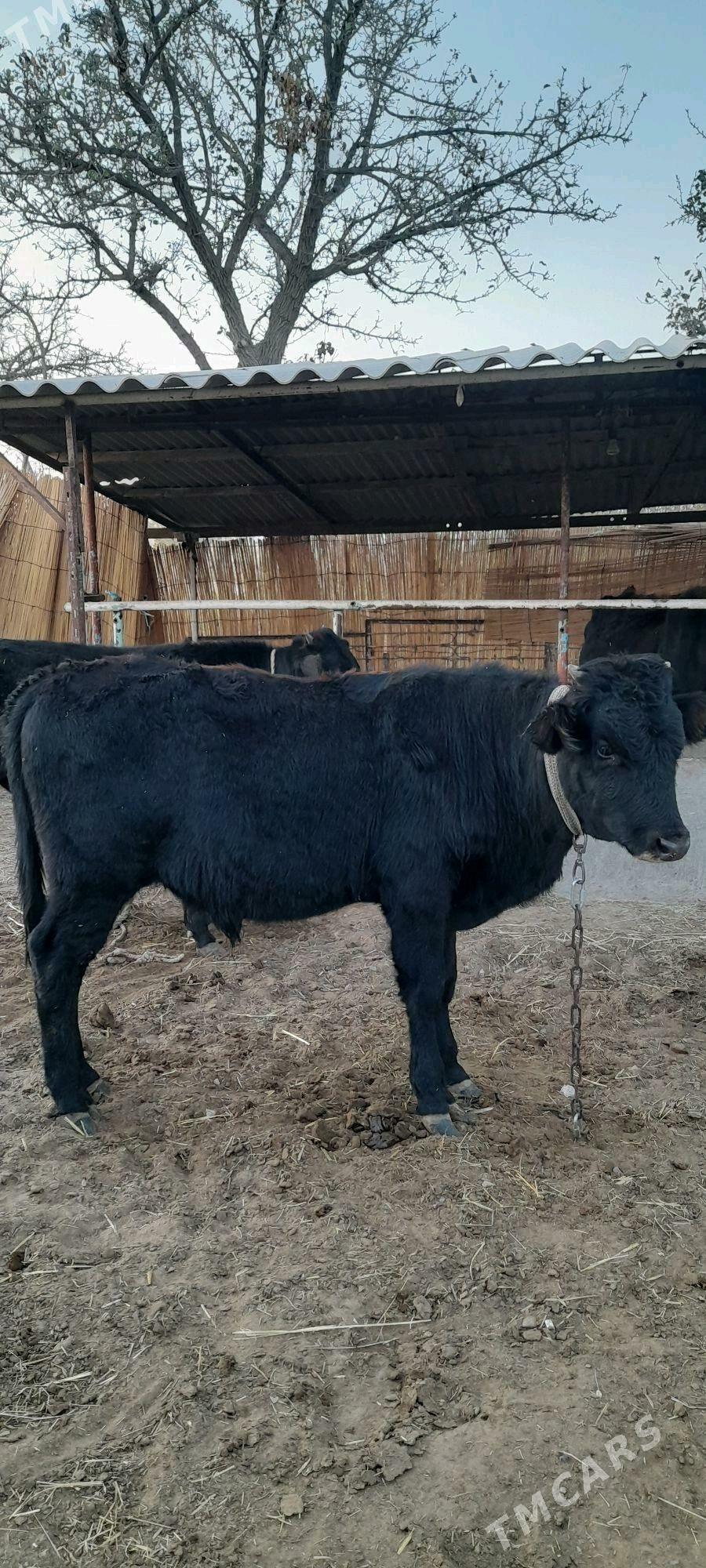 Meýdan öküz - Babadaýhan - img 2