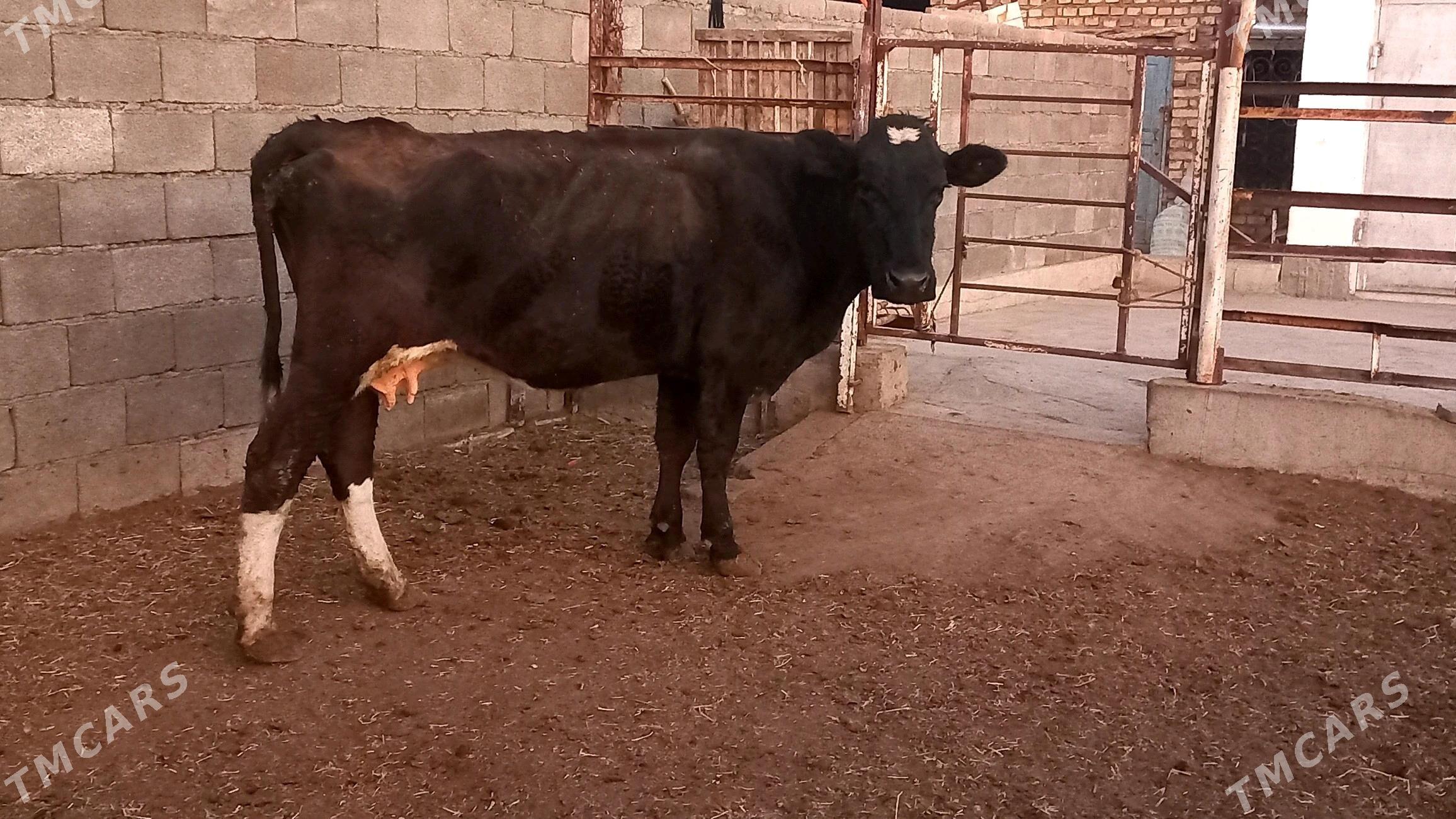 Ala sygyr. - Ашхабад - img 2