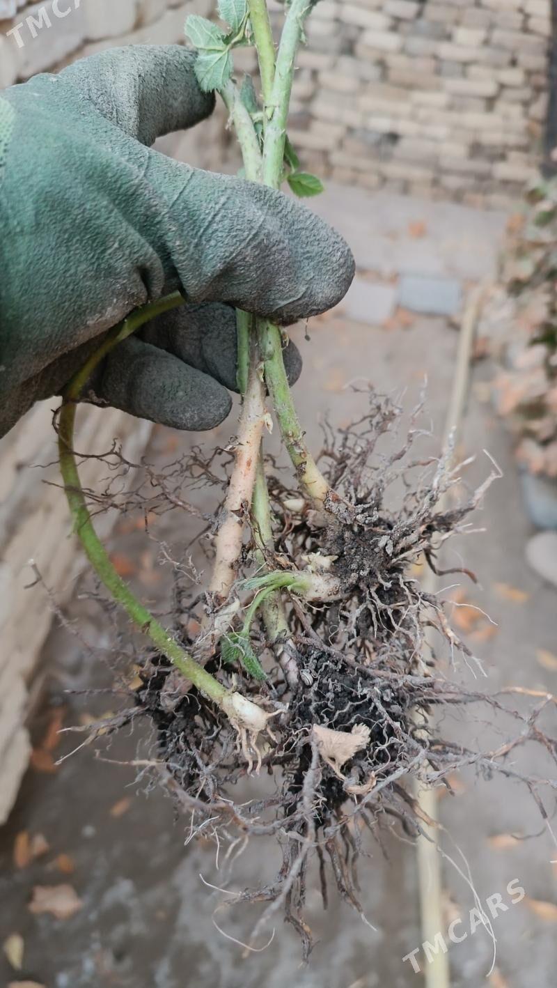 рассада ежевики - Mary - img 2