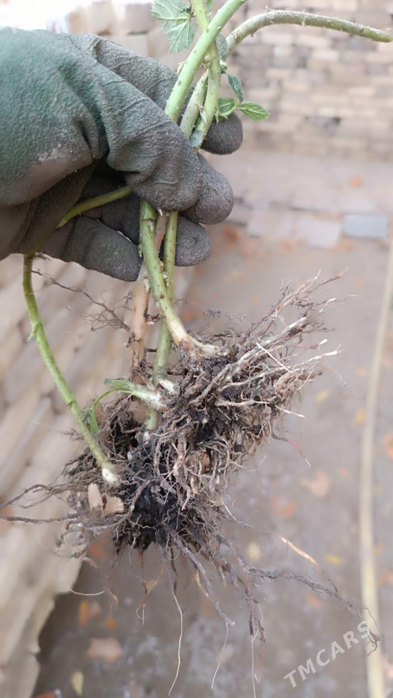 рассада ежевики - Mary - img 3