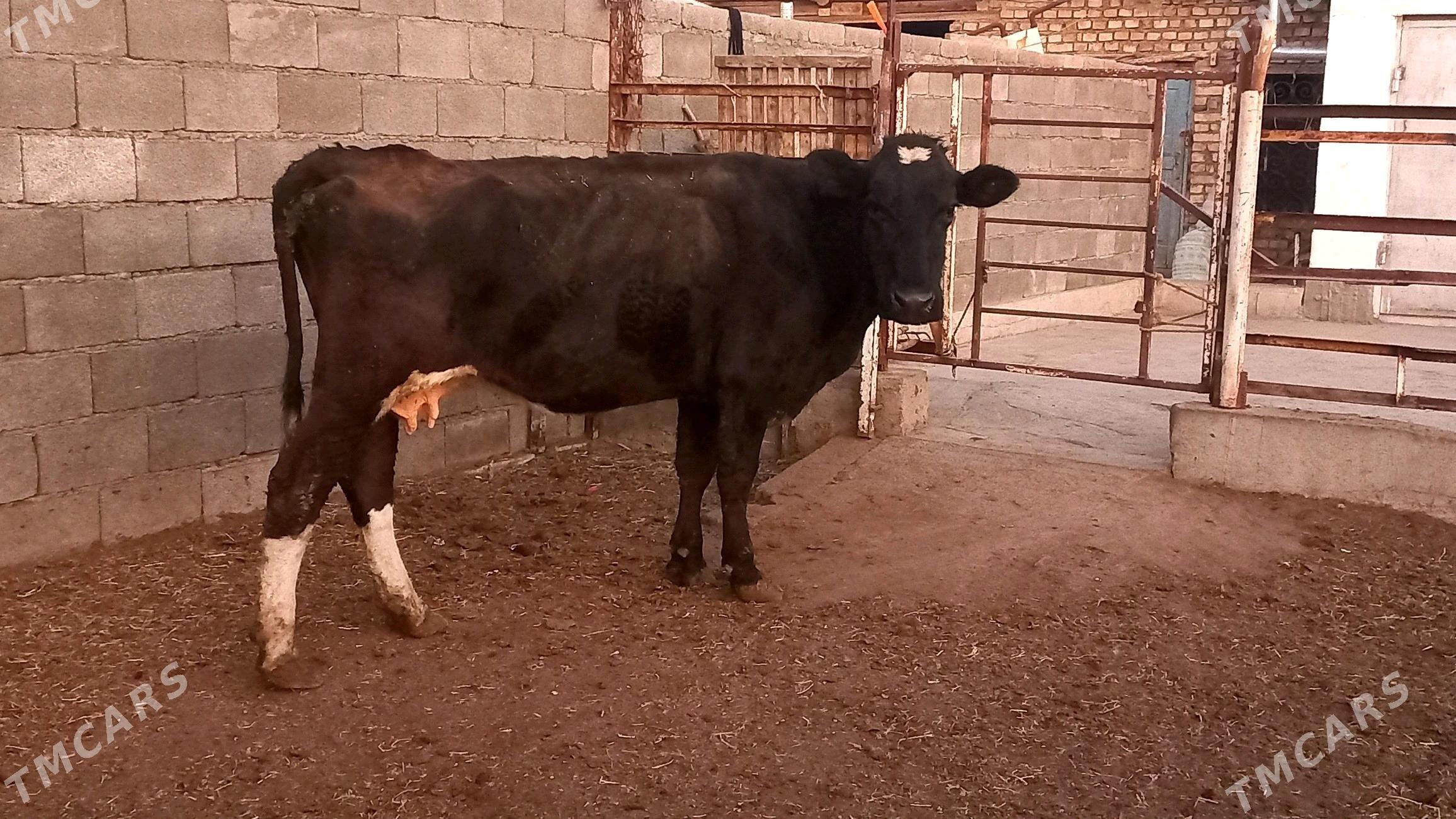 Ala sygyr. - Ашхабад - img 5