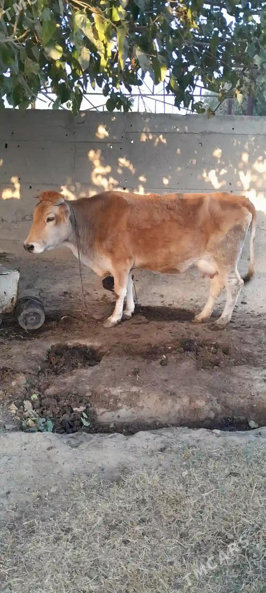 sygyr - Gökdepe - img 2