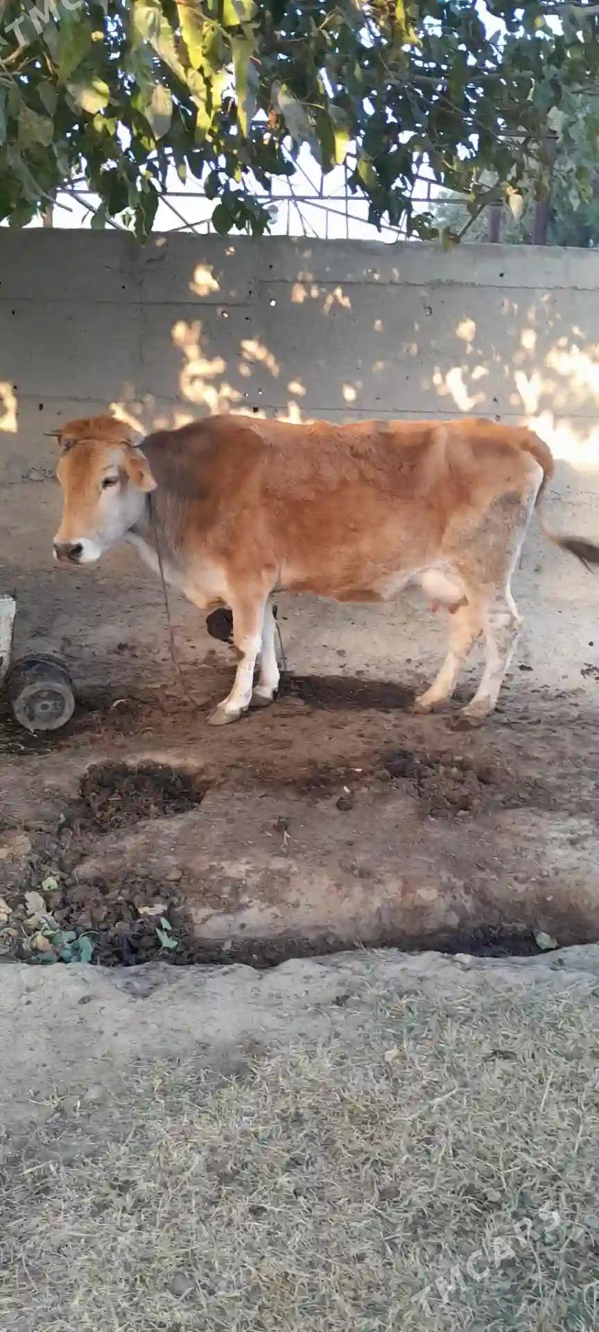 sygyr - Gökdepe - img 3