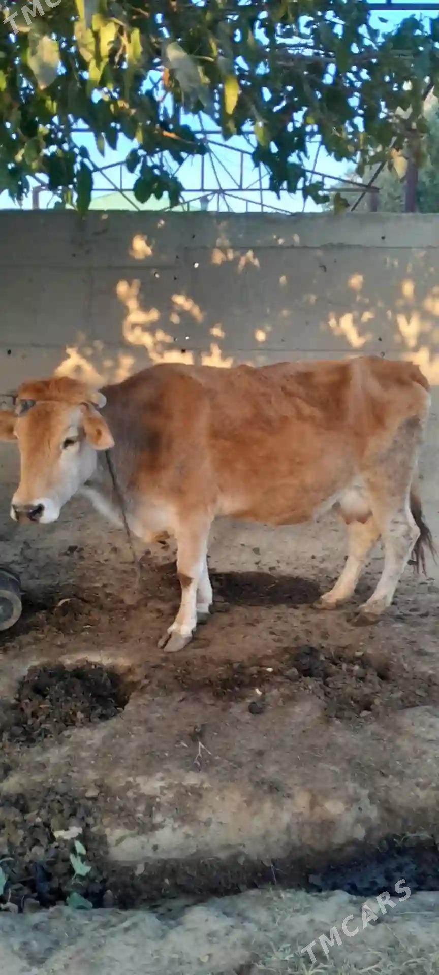 sygyr - Gökdepe - img 5