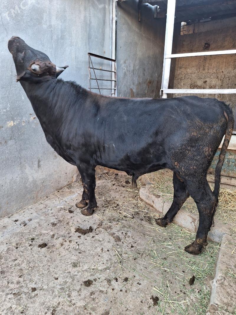 Okuz - Aşgabat - img 2