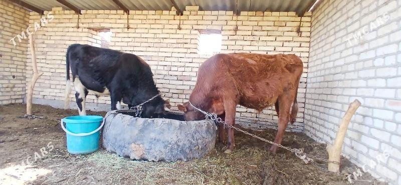 okiz - Wekilbazar - img 3