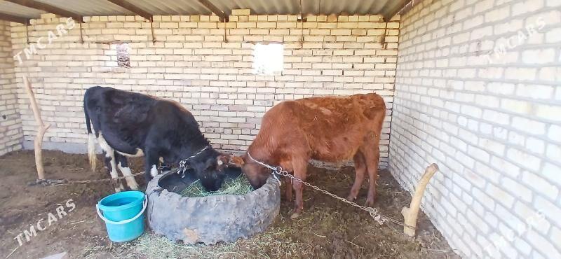 okiz - Wekilbazar - img 1