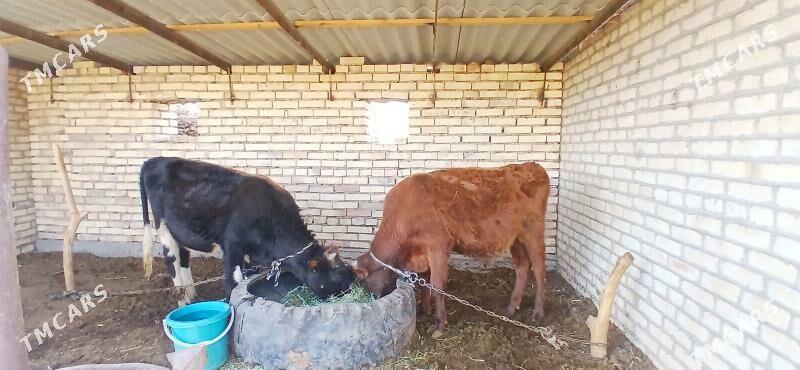 okiz - Wekilbazar - img 2