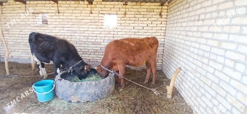 okiz - Wekilbazar - img 5