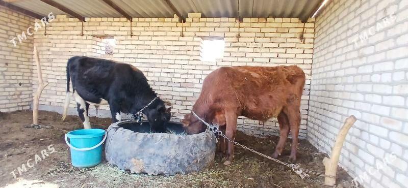 okiz - Wekilbazar - img 4