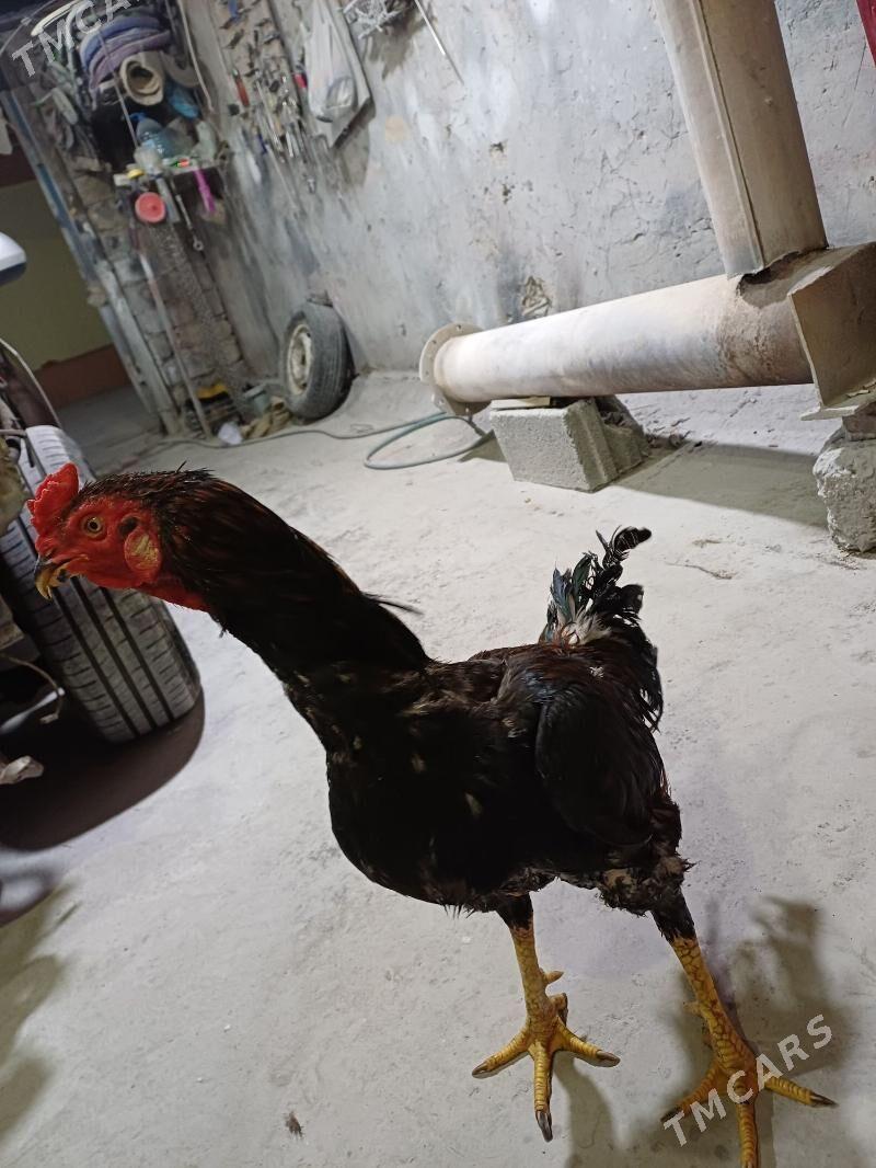 TakTaskent - Aşgabat - img 3