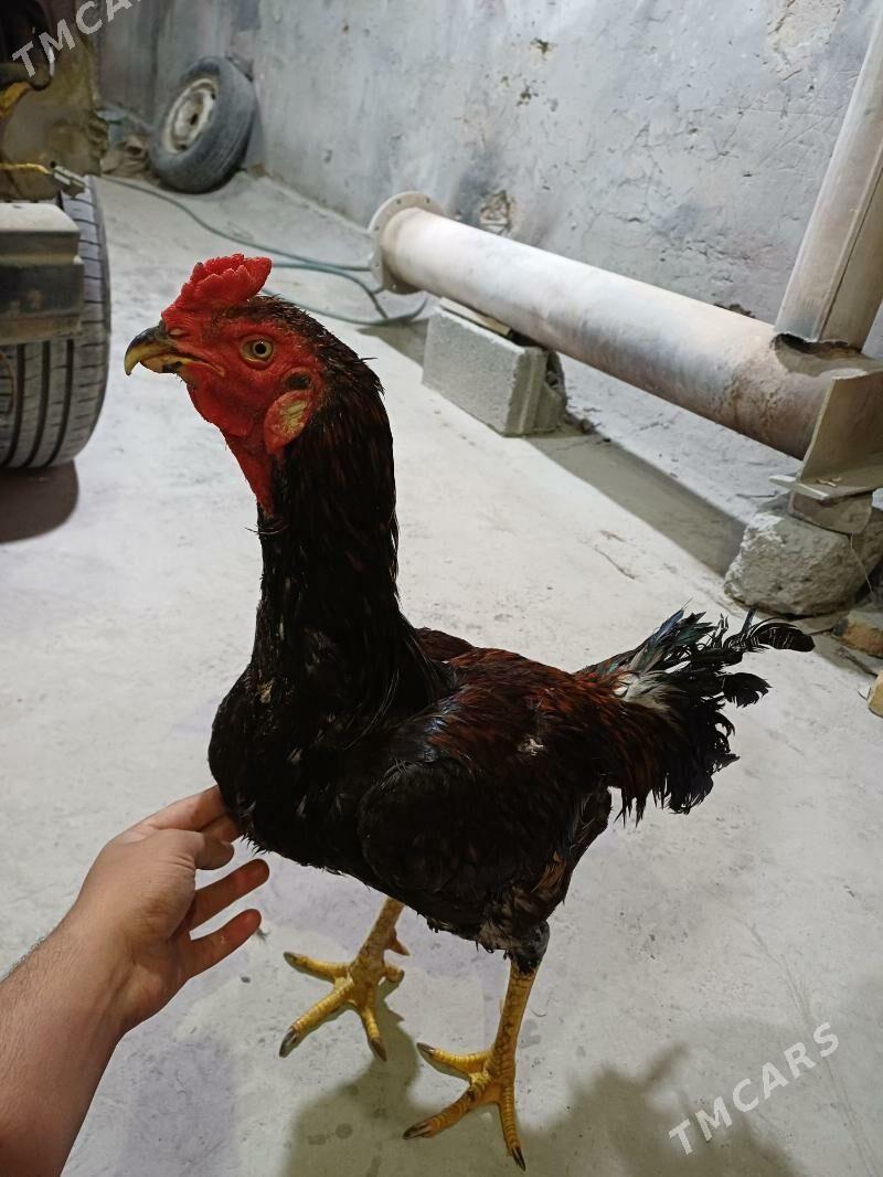 TakTaskent - Aşgabat - img 2