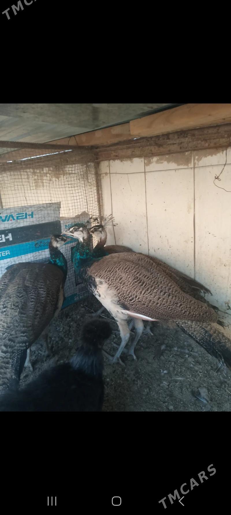 Tawus - Чарджоу - img 2