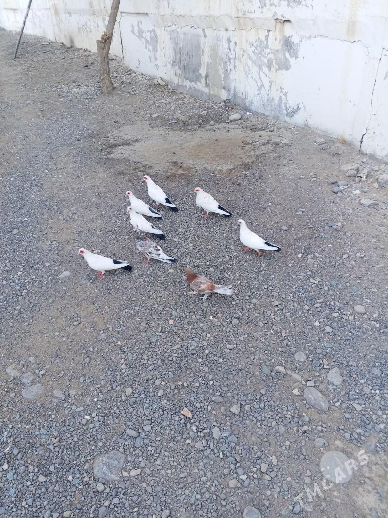 kepderi - Ашхабад - img 5