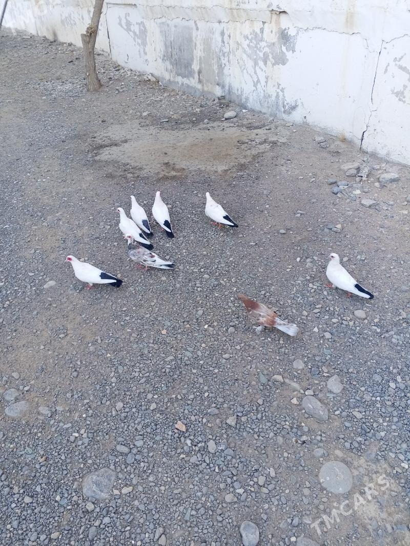 kepderi - Ашхабад - img 7