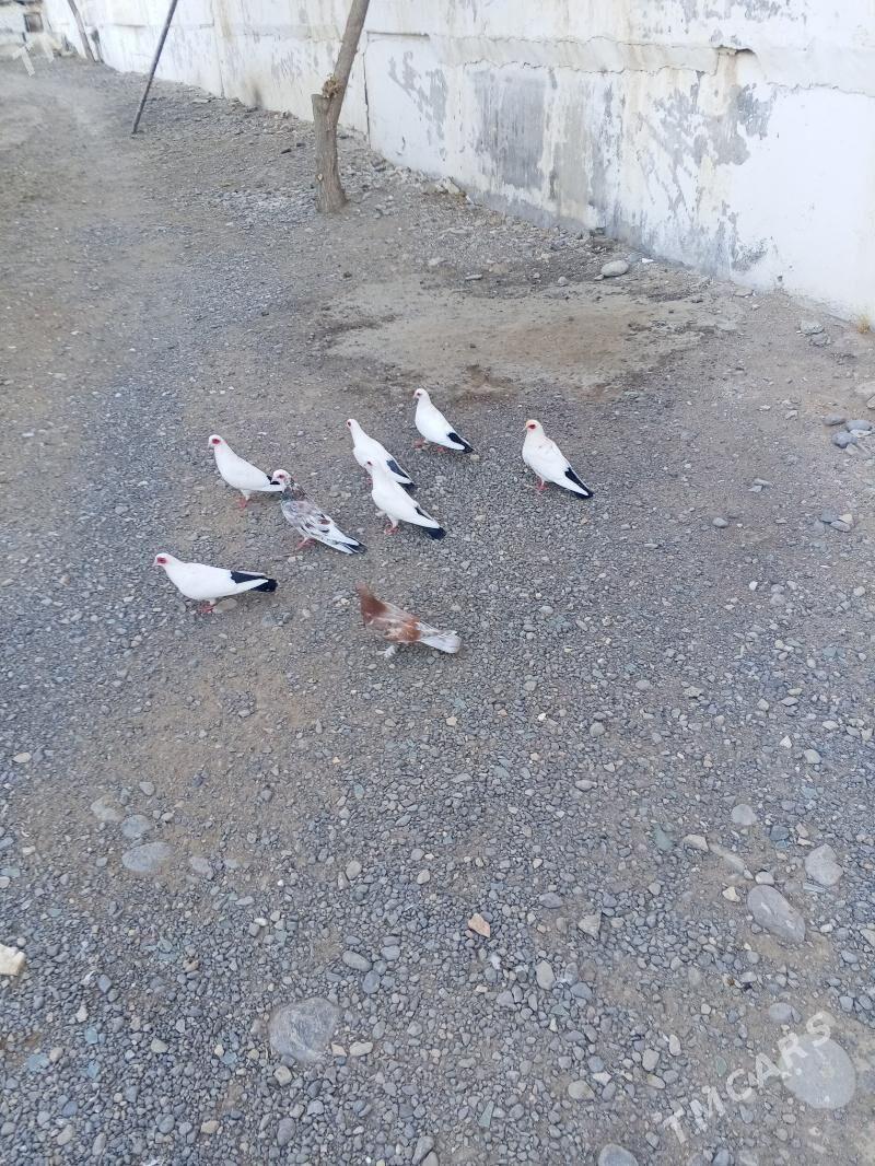 kepderi - Ашхабад - img 3