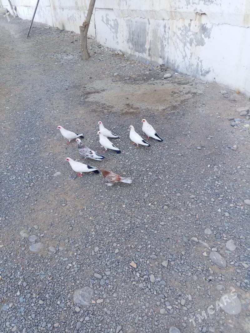 kepderi - Ашхабад - img 4