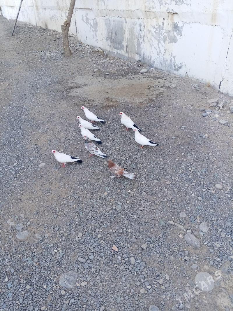 kepderi - Ашхабад - img 6