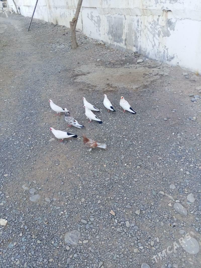 kepderi - Ашхабад - img 2