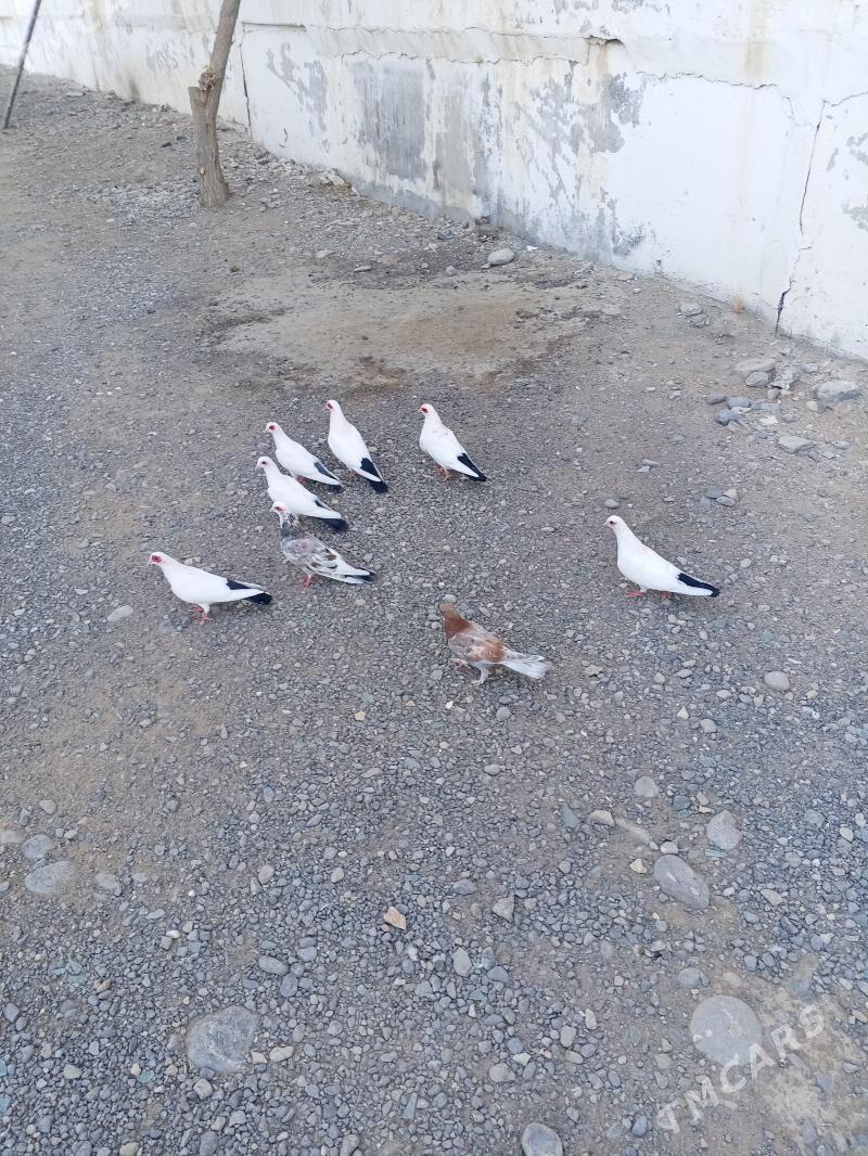 kepderi - Ашхабад - img 9