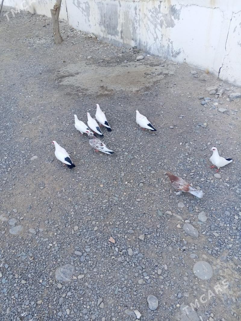 kepderi - Ашхабад - img 8