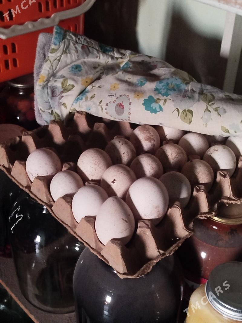 yumurtga - Mary - img 2