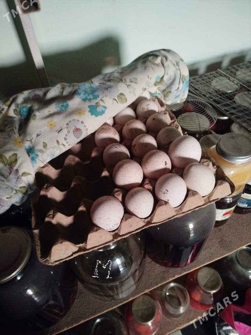 yumurtga - Mary - img 1