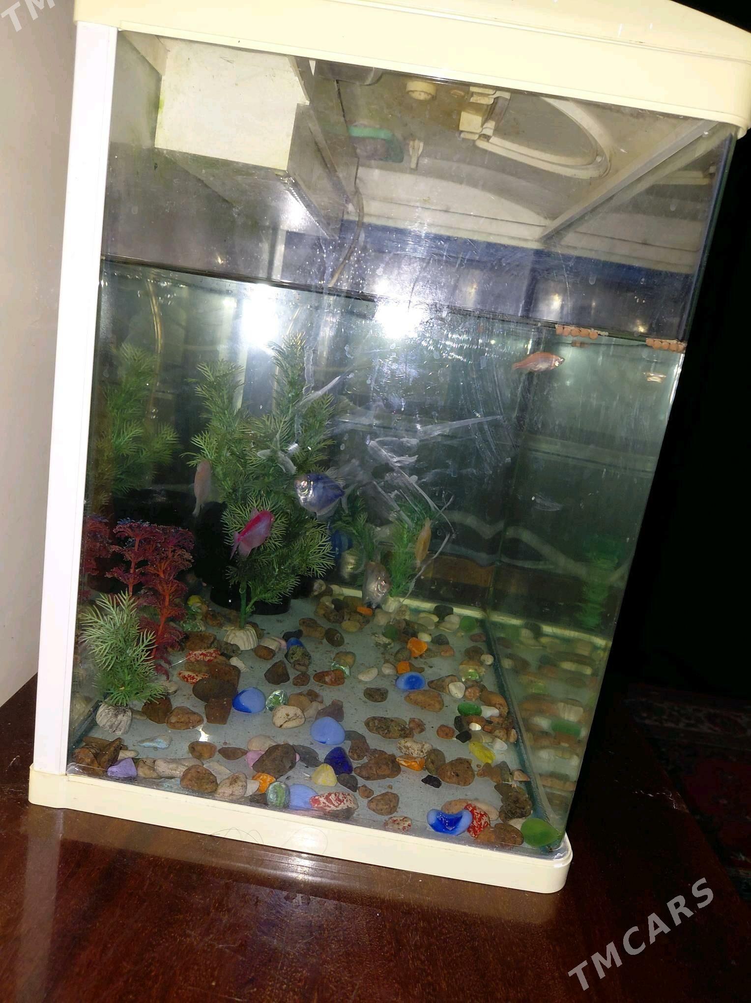 Akwarum - Бузмеин ГРЭС - img 3