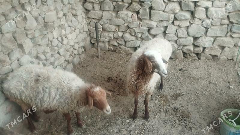 Goyun - Бахарден - img 2