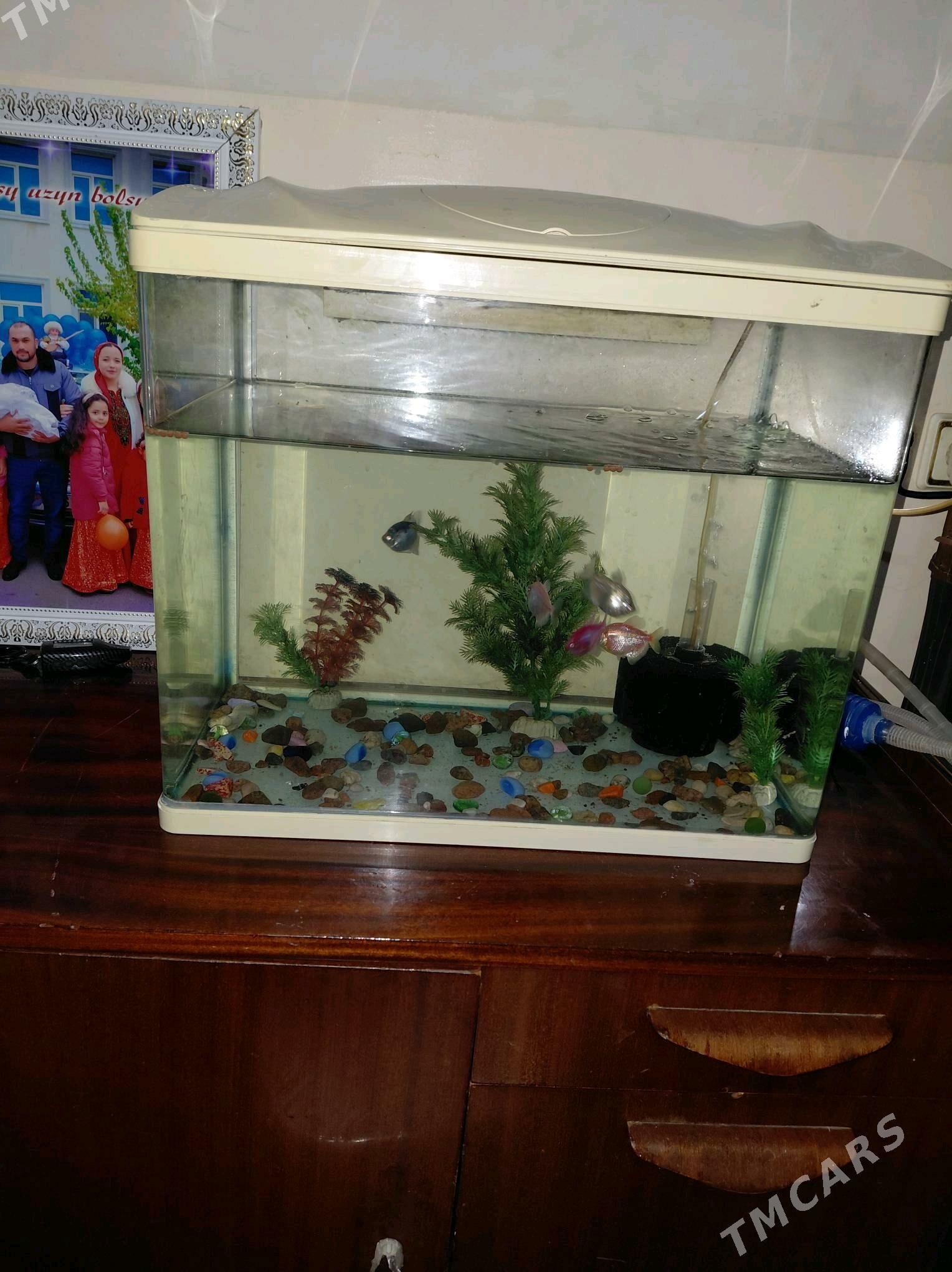 Akwarum - Бузмеин ГРЭС - img 2