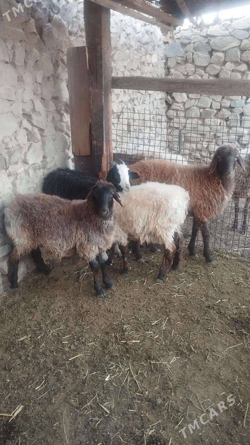 Tokli çebiş - Bäherden - img 3