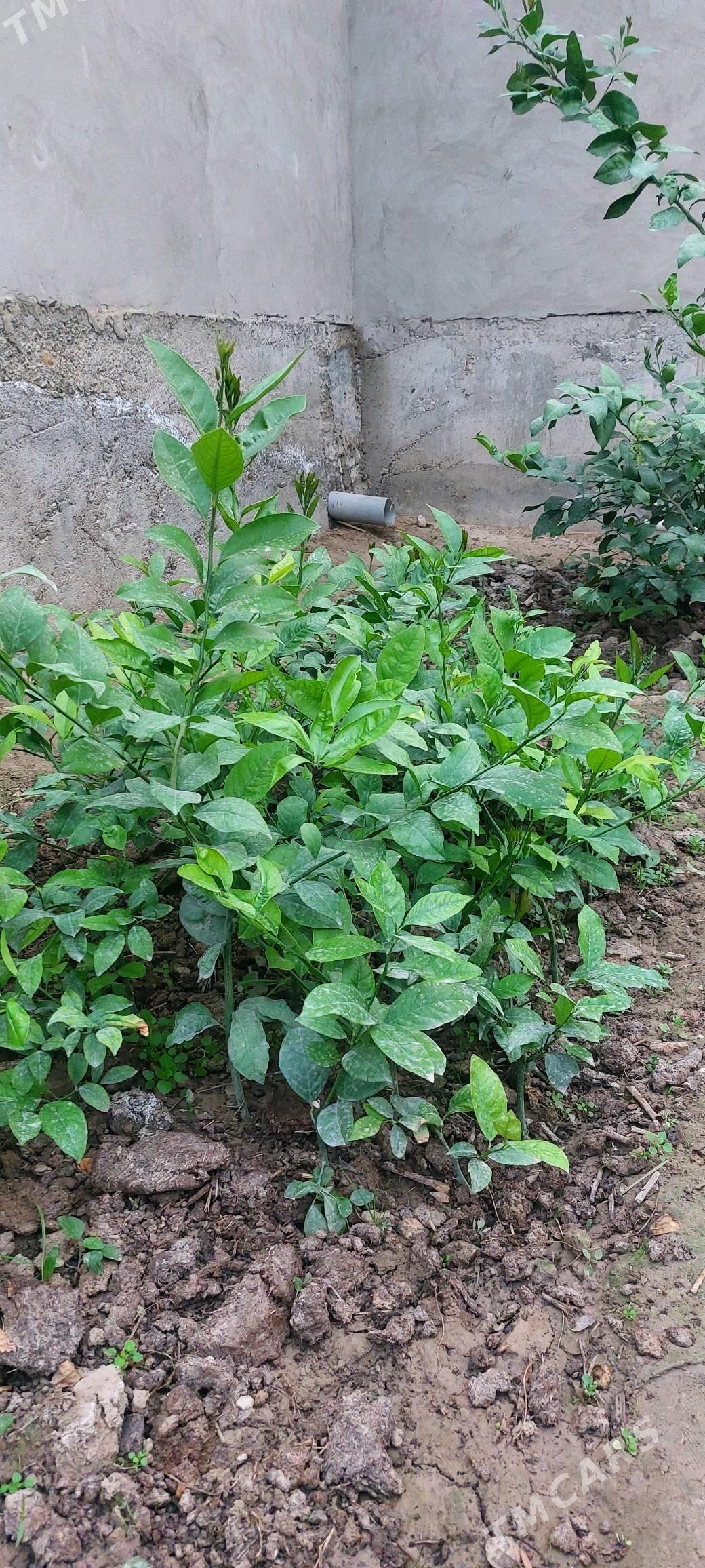 Limon nahal  - Sakarçäge - img 3