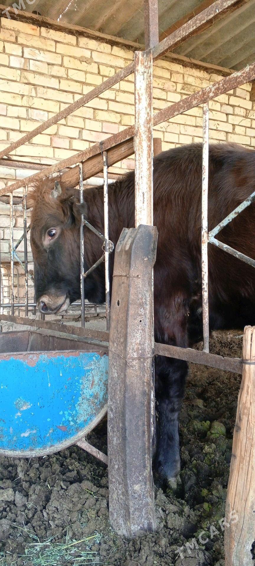 Bakylan öküz - Mary - img 3