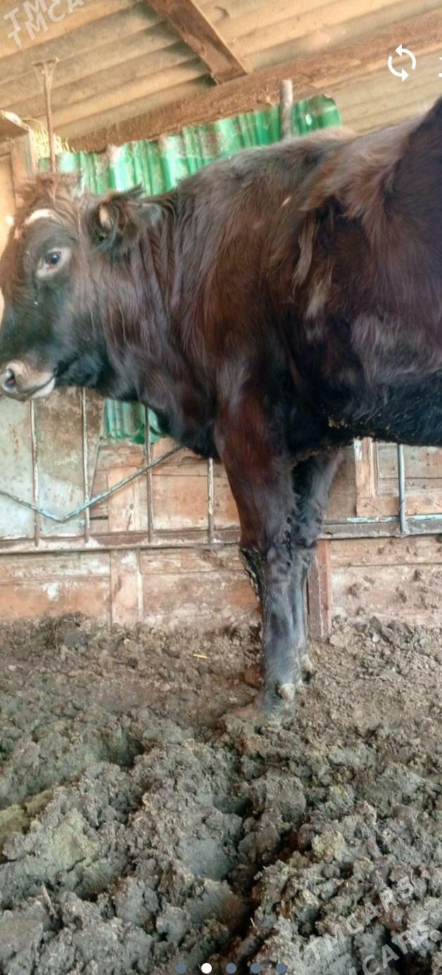 Bakylan öküz - Mary - img 7