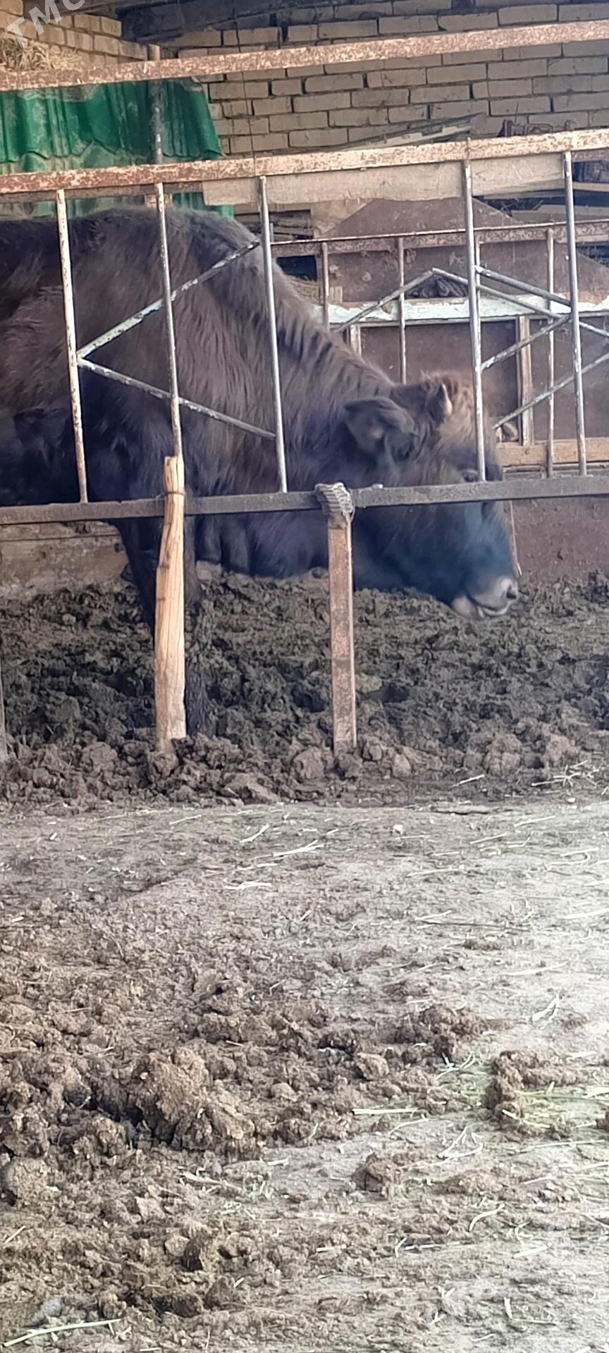 Bakylan öküz - Mary - img 1