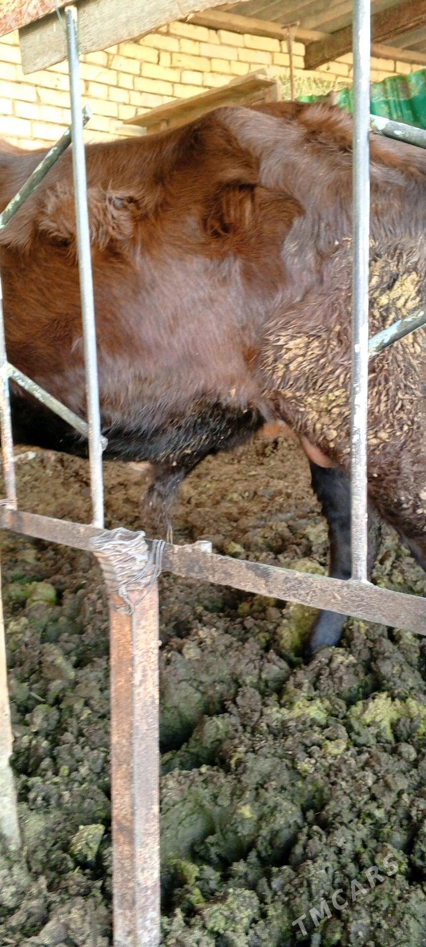 Bakylan öküz - Mary - img 2