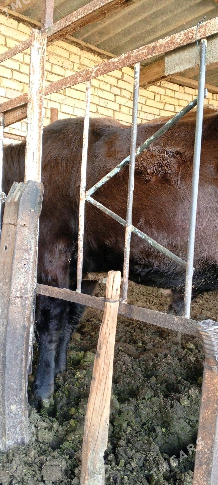 Bakylan öküz - Mary - img 4