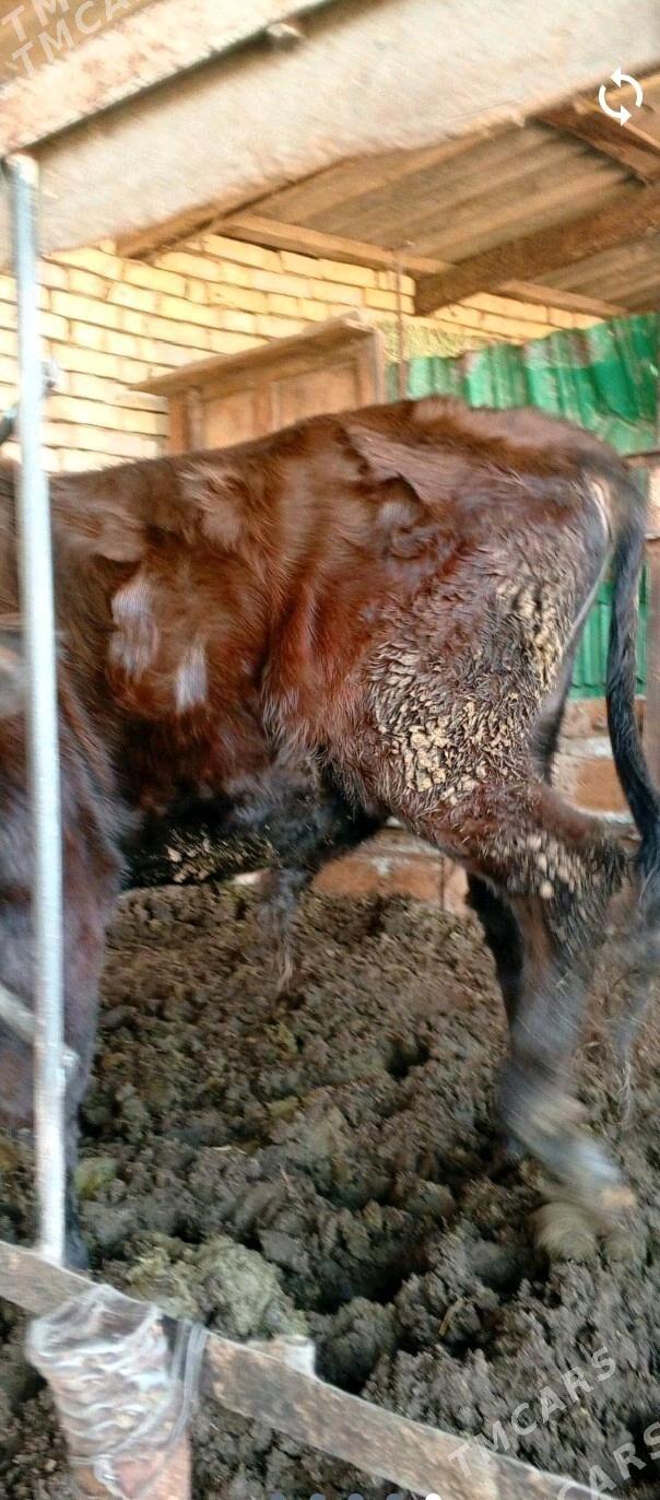 Bakylan öküz - Mary - img 5