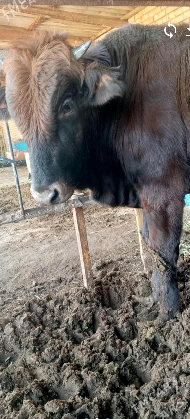 Bakylan öküz - Mary - img 6