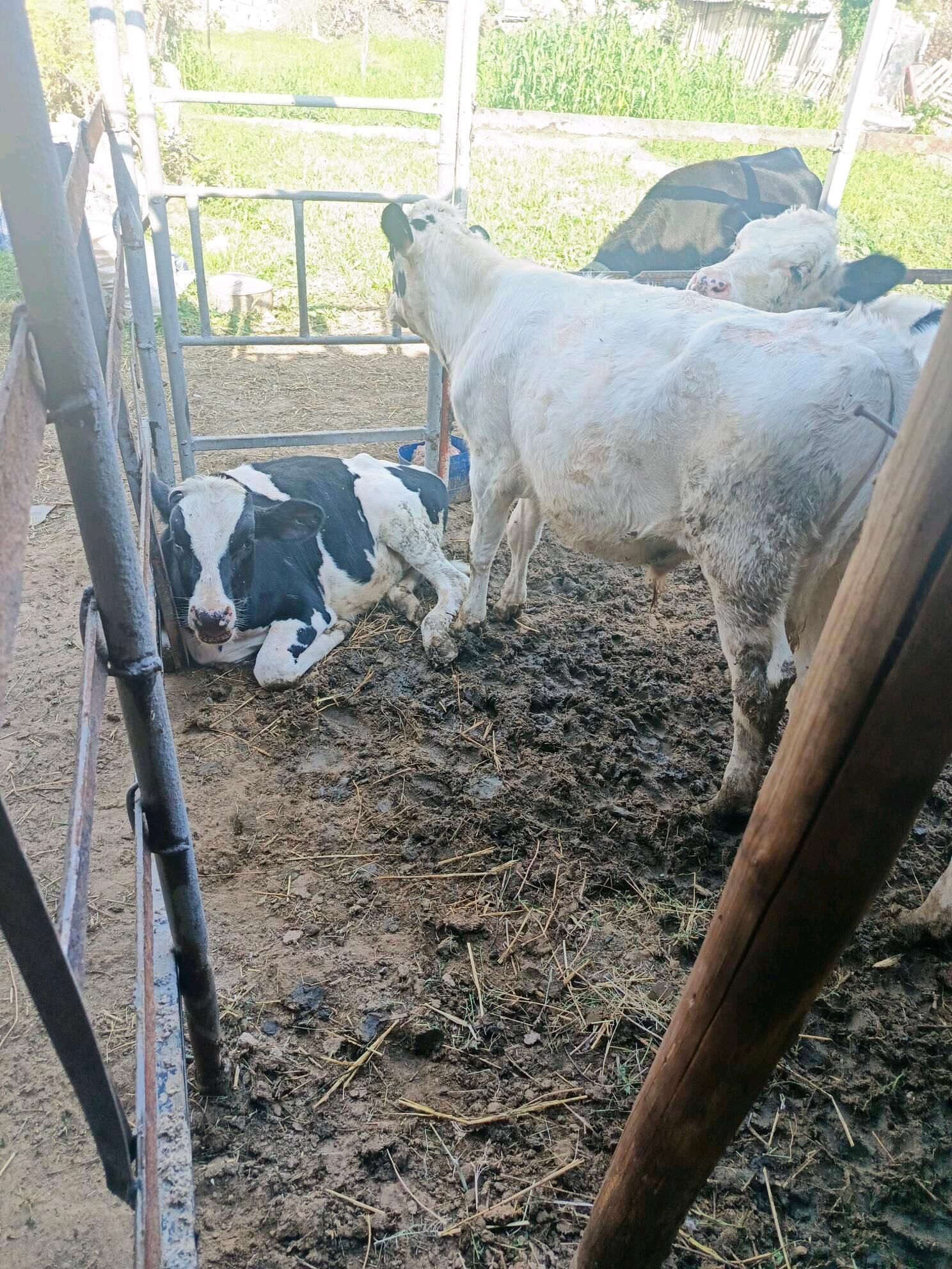 Öküz ler  Sygyr - Herrikgala - img 4