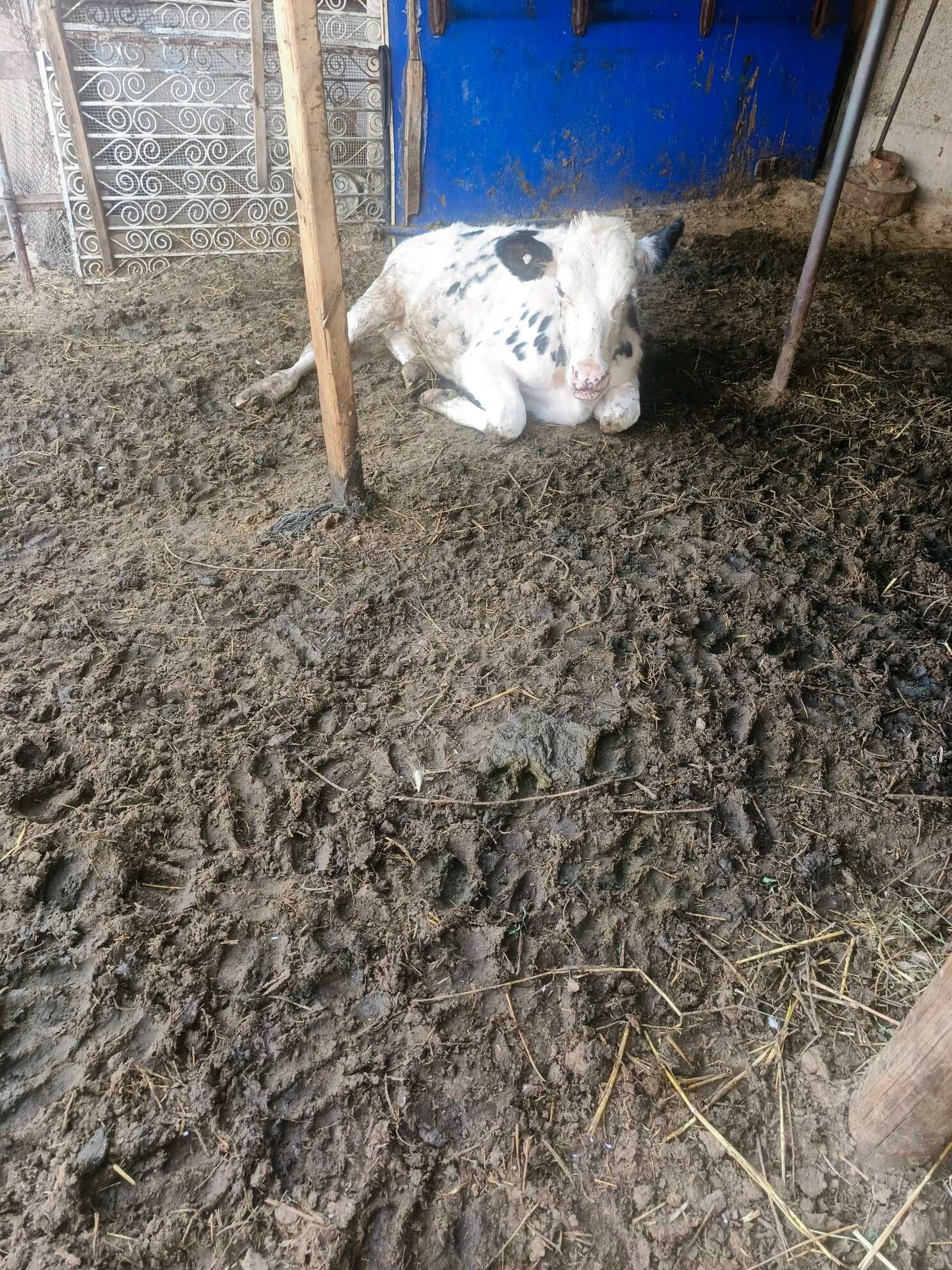 Öküz ler  Sygyr - Herrikgala - img 6