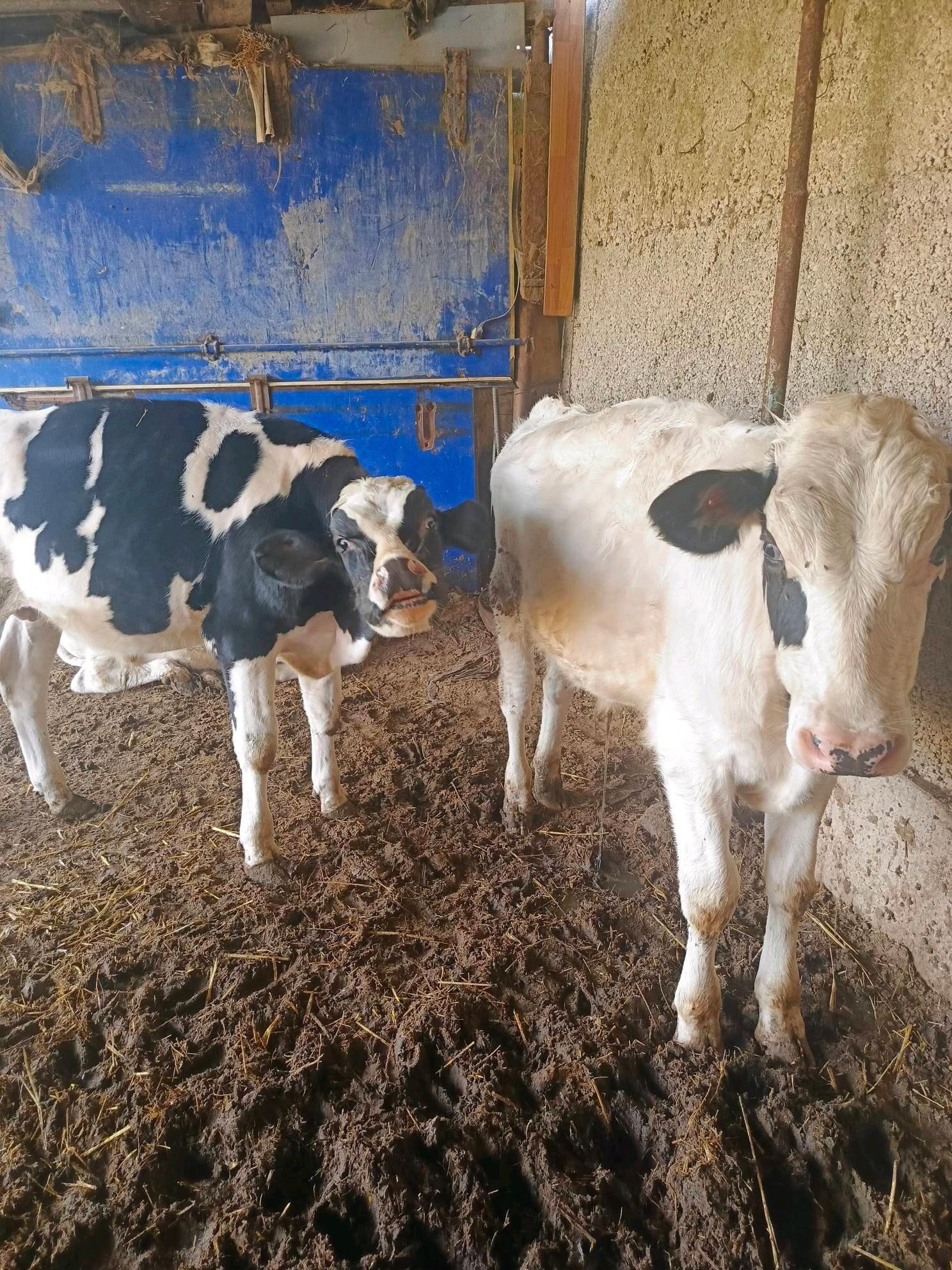 Öküz ler  Sygyr - Herrikgala - img 3