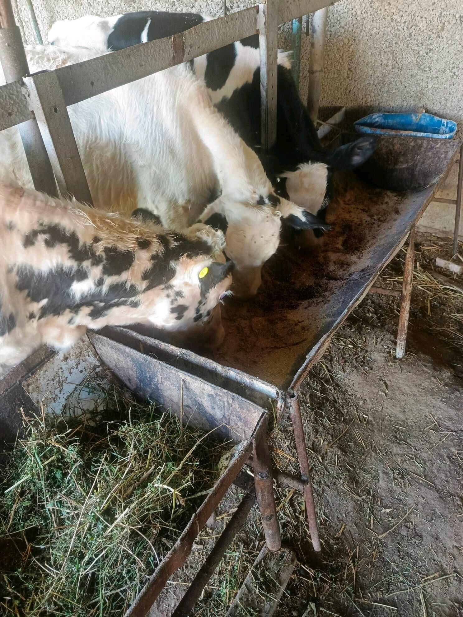 Öküz ler  Sygyr - Herrikgala - img 5