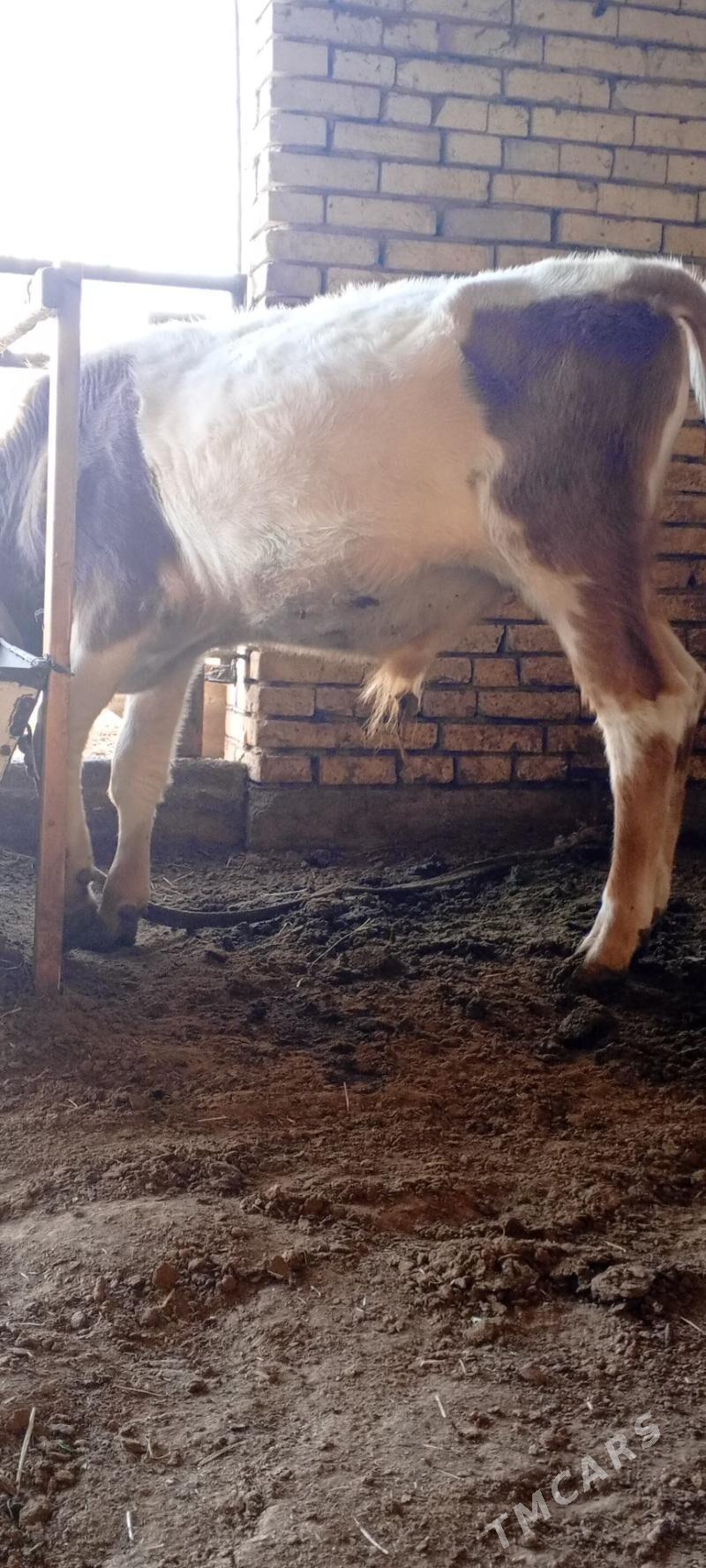 Öküz smental - Мары - img 2