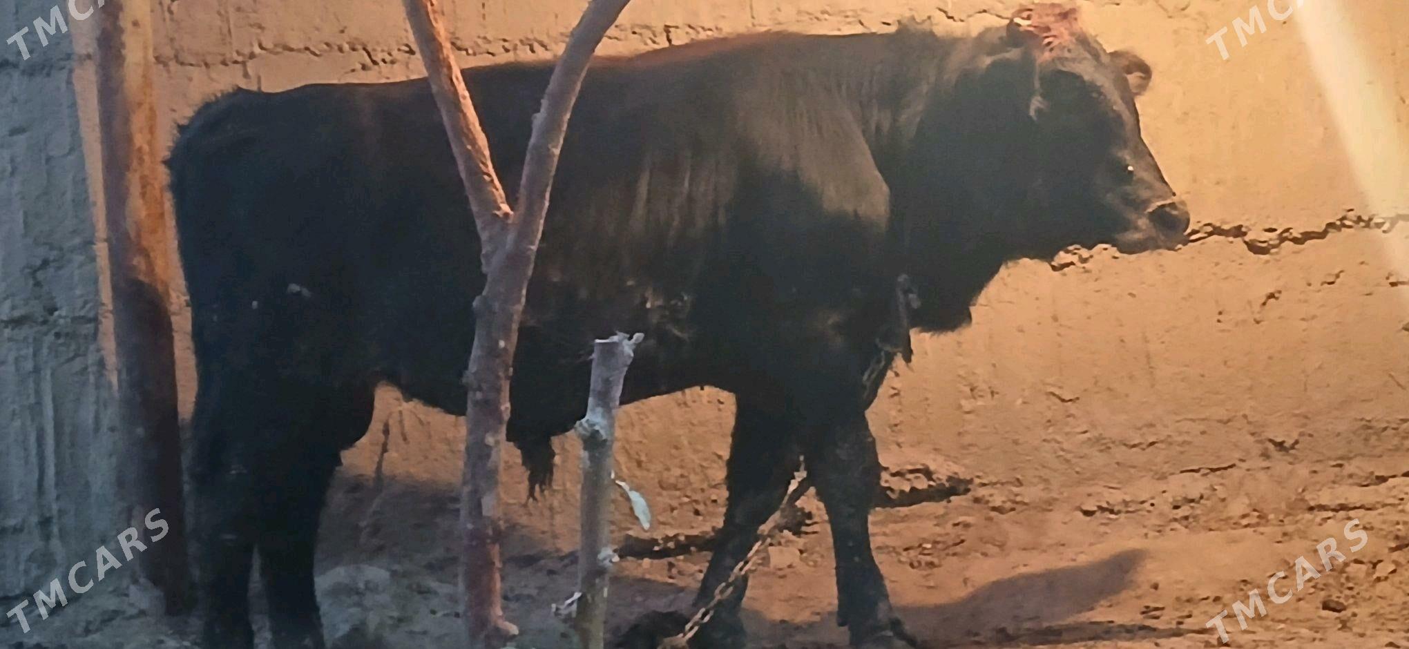 okuz - Анев - img 1