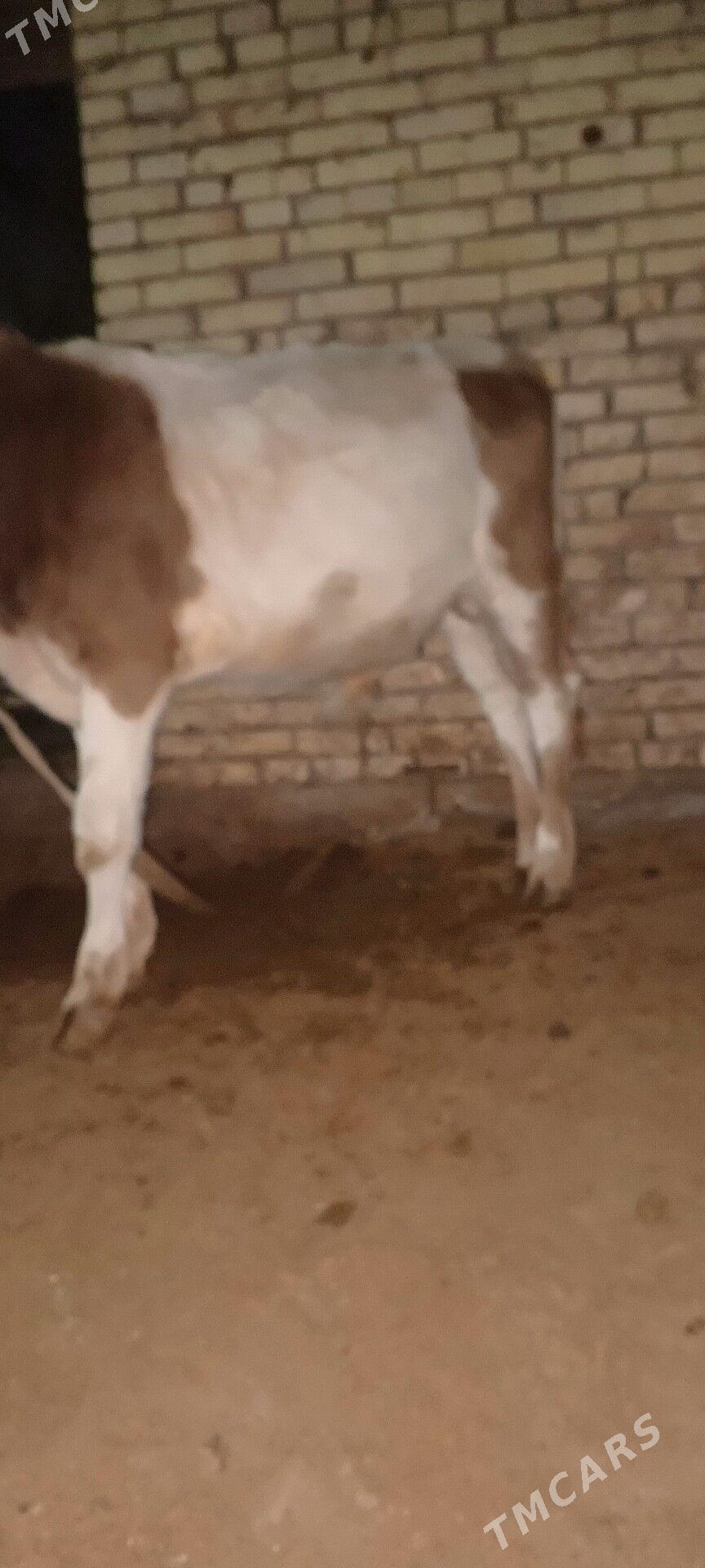 Öküz smental - Мары - img 5