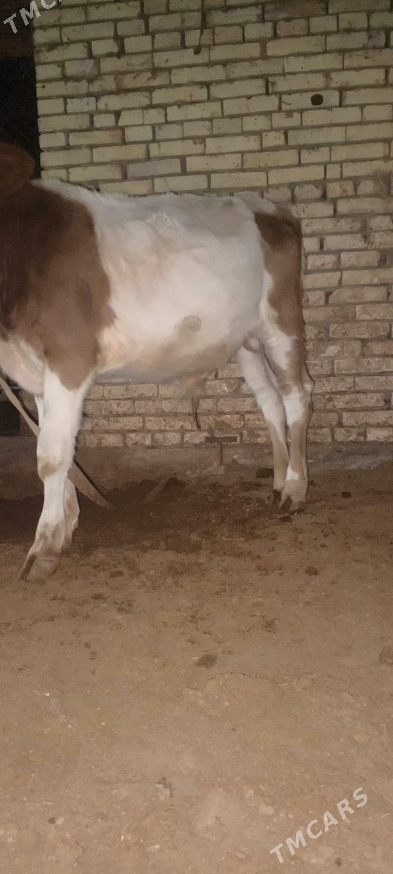 Öküz smental - Мары - img 4