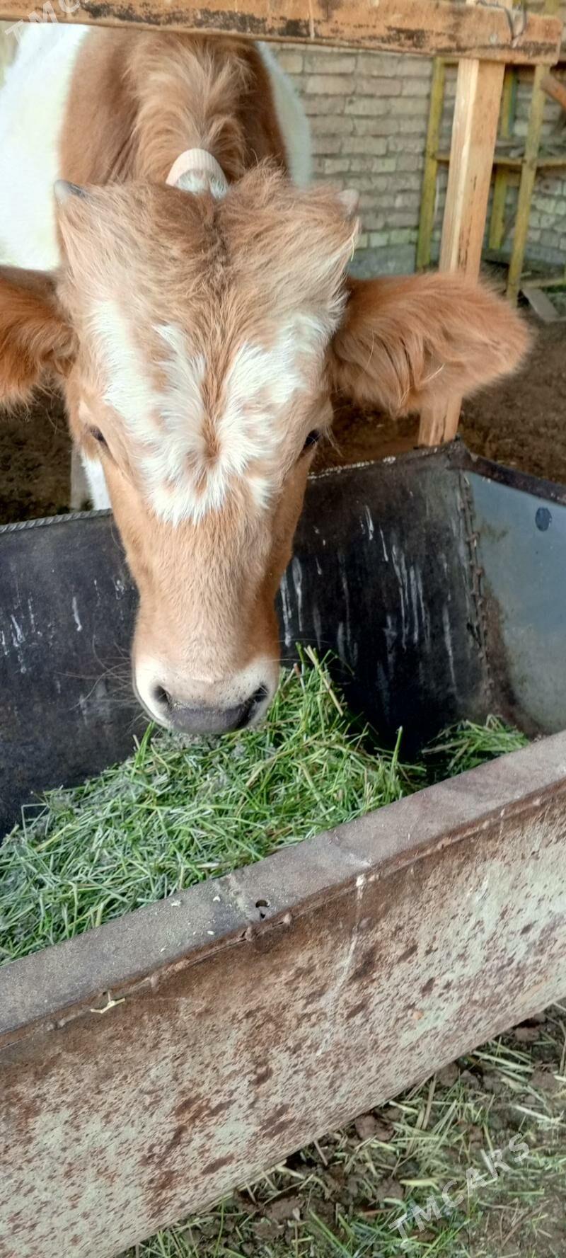 Öküz smental - Мары - img 3